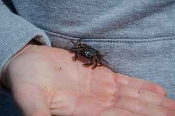 Crab