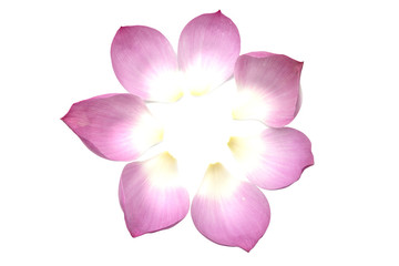 Pink lotus petals placed on white background isolated with copy space