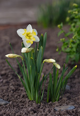 Narcissus on a flower bed in the garden. Photographed close-up.