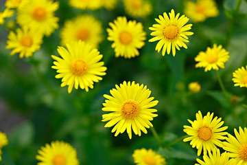 Doronicum on a flowerbed in the garden. Photographed close-up.