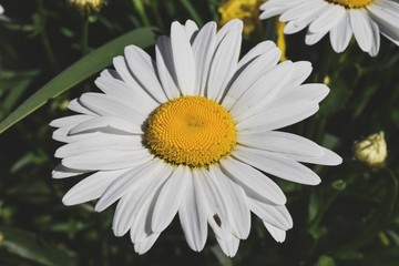 Flowering. Chamomile. Blooming chamomile field.