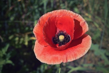 Field of poppies