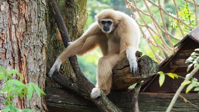 Yellow gibbon with black face and white fur at eyebrow, cheek, hands, and feet resting on a log with blurred background
