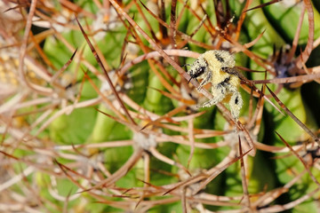 A bee, completely covered with yellow pollen, sitting on the thorns of a cactus, Argentina, South America