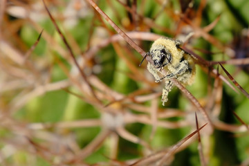 A bee, completely covered with yellow pollen, sitting on the thorns of a cactus, Argentina, South America