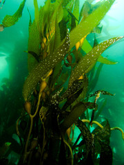 Fototapeta na wymiar California Kelp