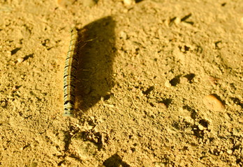 Caterpillar Gypsy moth (Lymantria dispar)