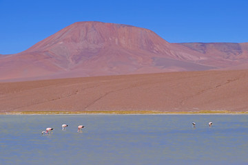 Andean Flamingos, phoenicoparrus andinus, feeding at Laguna Brava near Paso Pircas Negras, Argentina, South America