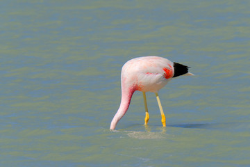 Andean Flamingos, phoenicoparrus andinus, feeding at Laguna Brava near Paso Pircas Negras,...