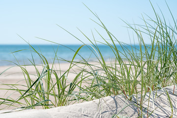 Green grass on Baltic sea beach.