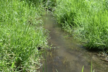 Summer landscape of a forest