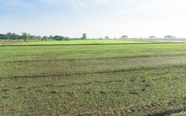 Fototapeta na wymiar Green rice field, Green fields, rice are growing.