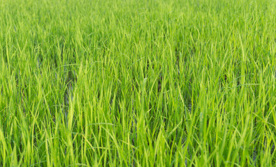 Obraz premium Green rice field background, Green fields, Thailand.