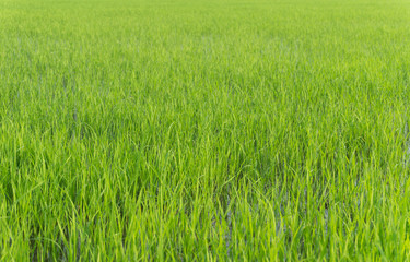 Green rice field background, Green fields, Thailand.