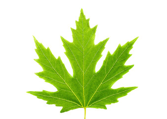 isolated maple leaf