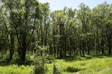 Steppe trees foliage