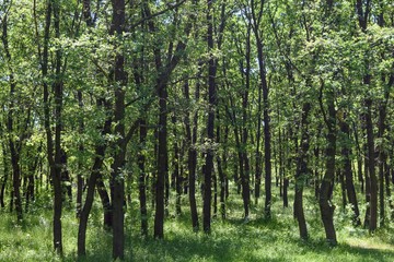 Fototapeta premium Steppe trees foliage