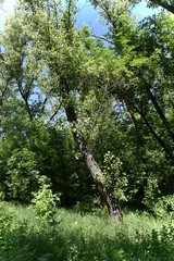 Steppe trees foliage
