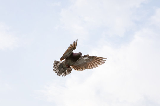 red choco feather of homing pigeon hovering wing before landing to ground