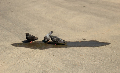 pigeons drink water from a puddle