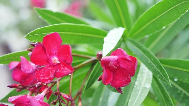 pink Nerium oleander flower after rainy day. close-up, 4k