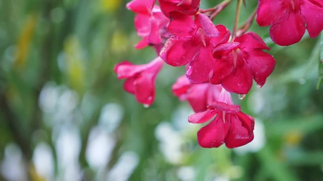 pink Nerium oleander flower after rainy day. close-up, 4k