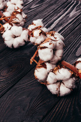 Beautiful cotton on a wooden background