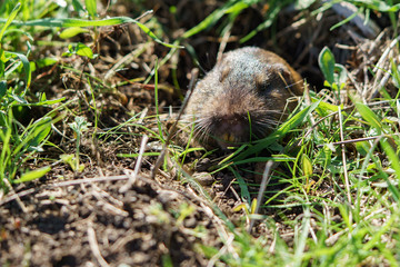 gopher sticking its head out of the hole.