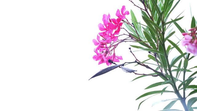 pink Nerium oleander flower after rainy day. close-up, 4k