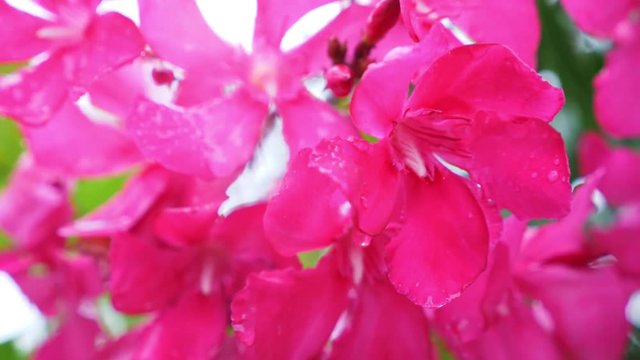 pink Nerium oleander flower after rainy day. close-up, 4k