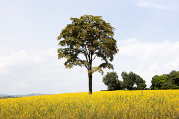 A lone tree in a yellow field somewhere off Buikwe, Uganda. Shot in June 2017.