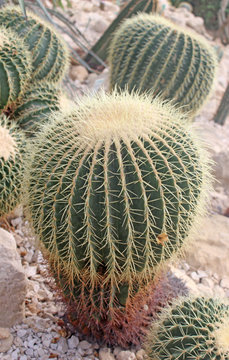 cactus photo detail