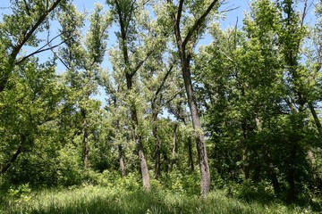 Fototapeta premium Steppe trees foliage