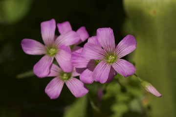 1 619 Bah Wall Murals Canvas Prints Stickers Wallsheaven