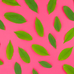 Flat lay pattern with fresh green leaves