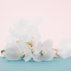 Apple blossoms over blurred color background