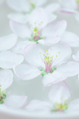 Fototapeta na wymiar White flowers floating in water