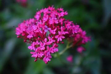 Macro view of Centranthus ruber, also called red valerian, spur valerian, kiss-me-quick, fox's...