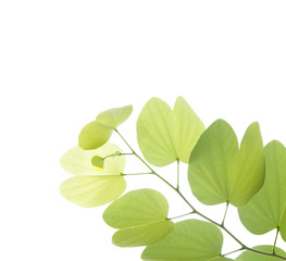 Fototapeta na wymiar Young bauhinia leaf isolated on white background