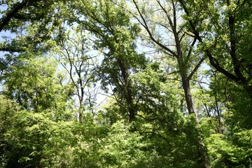 Steppe trees foliage