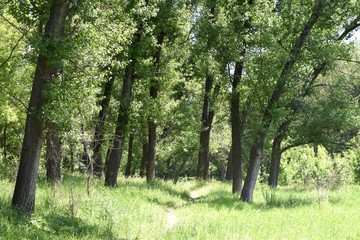 Steppe trees foliage