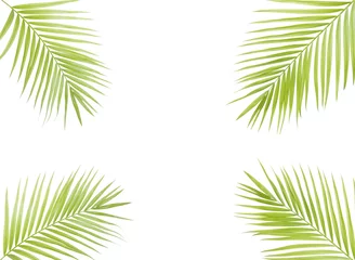 Crédence de cuisine en verre imprimé Palmier Green palm leaf isolated