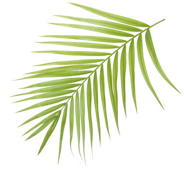 Green palm leaf isolated