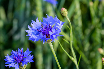 two cornflowers in detail