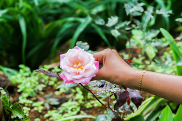 Rose flower plucked by a girl