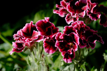  Colorful flower Pelargonium in the greenery on  summer day.