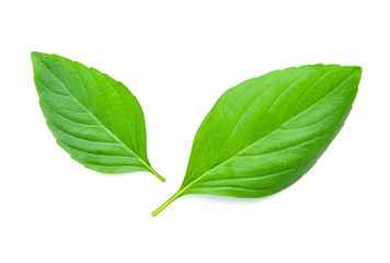 Basil leaves isolated on white background.