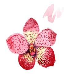 Red orchid wanda. Floral botanical flower. Wild spring leaf wildflower isolated. Aquarelle wildflower for background, texture, wrapper pattern, frame or border.