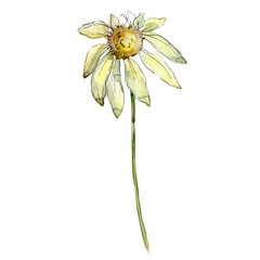 White daisy. Floral botanical flower. Wild spring leaf wildflower isolated. Aquarelle wildflower for background, texture, wrapper pattern, frame or border.