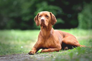 The hungarian vizsla